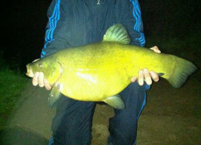 Bingham Tench